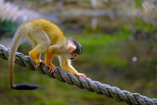 Playful Monkey